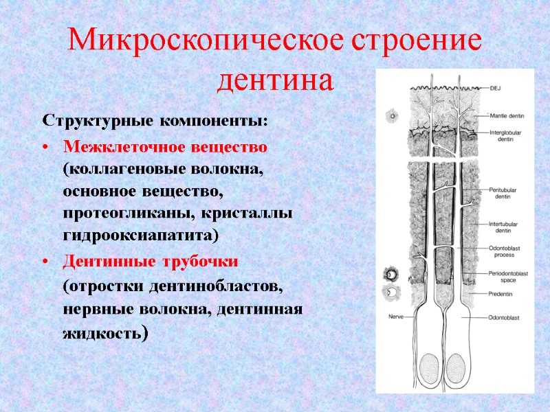 Микроскопическое строение дентина Структурные компоненты:   Межклеточное вещество (коллагеновые волокна, основное вещество, протеогликаны,